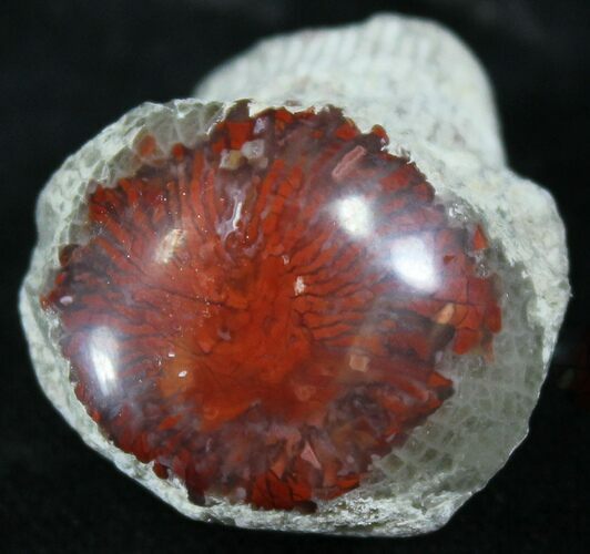 Pennsylvanian Aged Red Agatized Horn Coral - Utah #26394